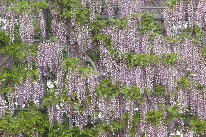 For a Limited Time, Wisteria Festival Ashikaga, 2-12 Guests - Key Points