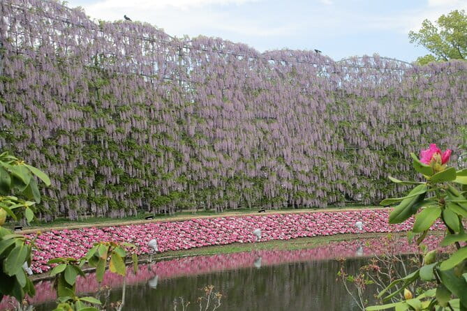 For a Limited Time, Wisteria Festival Ashikaga, 2-12 Guests - Best Times to Visit Ashikaga