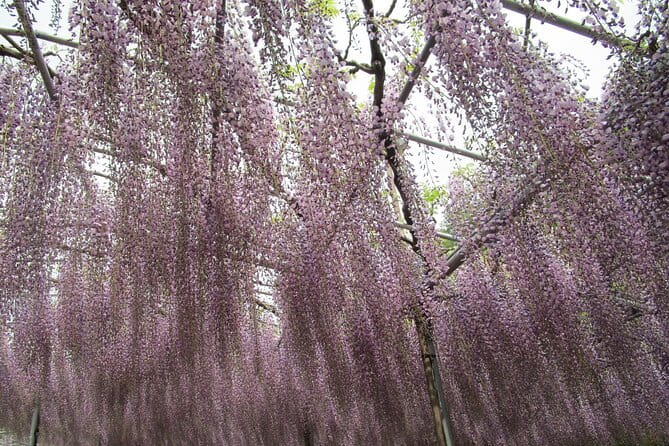 For a Limited Time, Wisteria Festival Ashikaga, 2-12 Guests - Transportation Options to Ashikaga