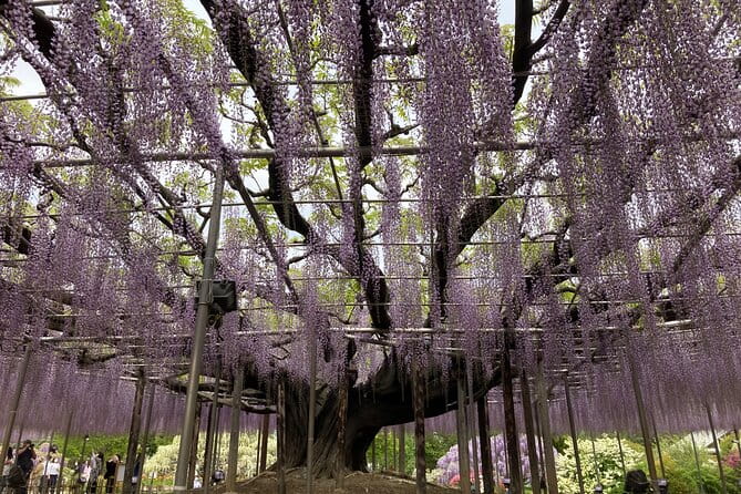 For a Limited Time, Wisteria Festival Ashikaga, 2-12 Guests - Tips for Enjoying the Festival