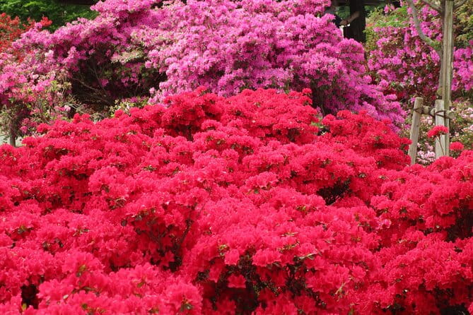 For a Limited Time, Wisteria Festival Ashikaga, 2-12 Guests - Nearby Attractions to Explore