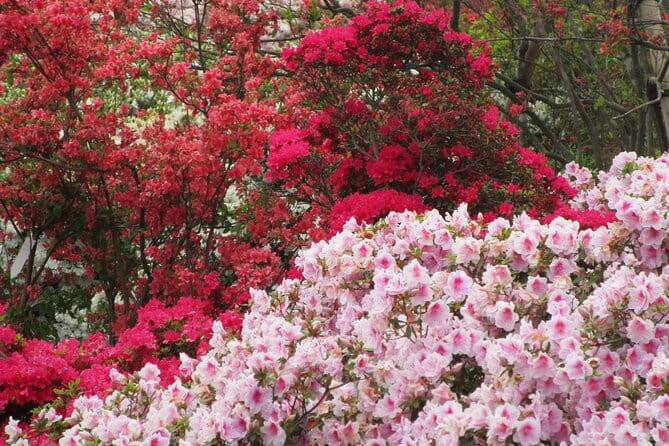 For a Limited Time, Wisteria Festival Ashikaga, 2-12 Guests - Group Booking Information