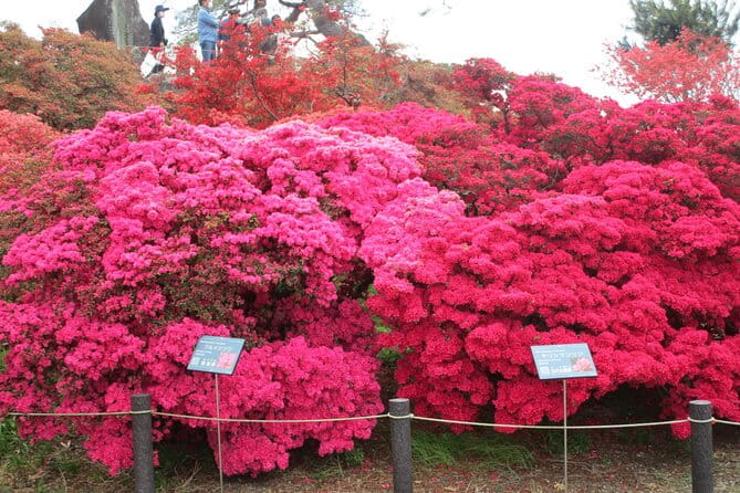 For a Limited Time, Wisteria Festival Ashikaga, 2-12 Guests - Accessibility Features at the Festival