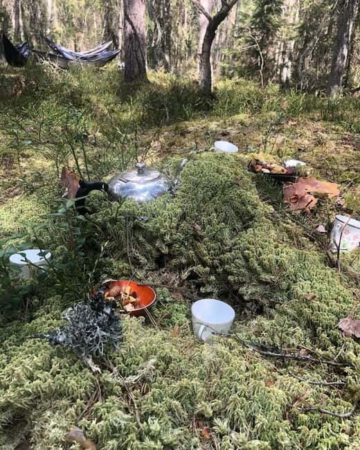 Forest Bathing in Stockholm nature with certified guide - Key points / Takeaways