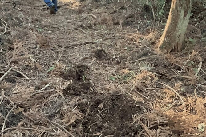 Forest Bathing in Temple and Enjoy Onsen With Healing Power - Practical Considerations and Inclusions