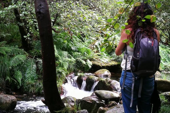 Forest Baths - Shinrin Yoku Therapeutic, in Celtic sacred forests - Exploring the Celtic Sacred Forests: A Healing Journey