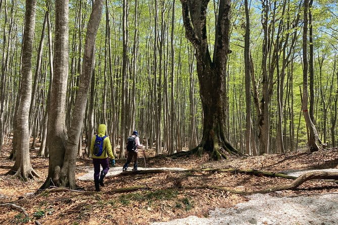 Forest Healing Around the Giant Beech and Katsura Trees - Accessibility and Health Restrictions