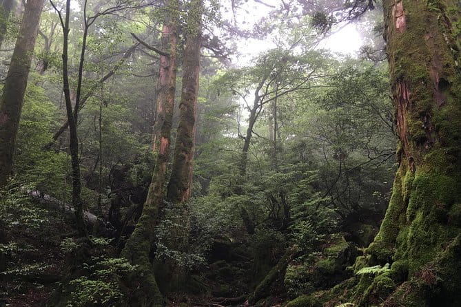 Forest Walk - Meeting and Pickup Details