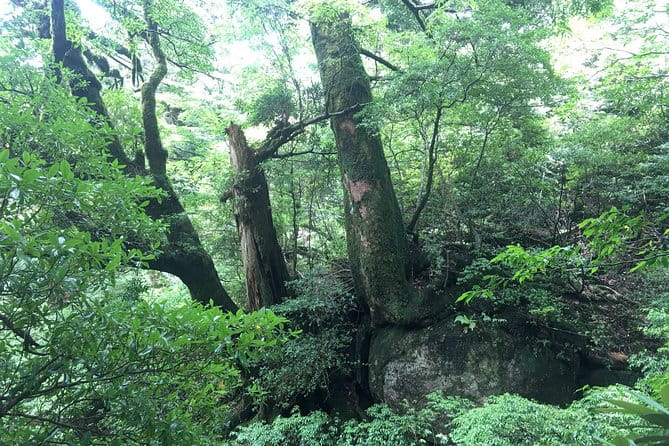 Forest Walk - Tour Type