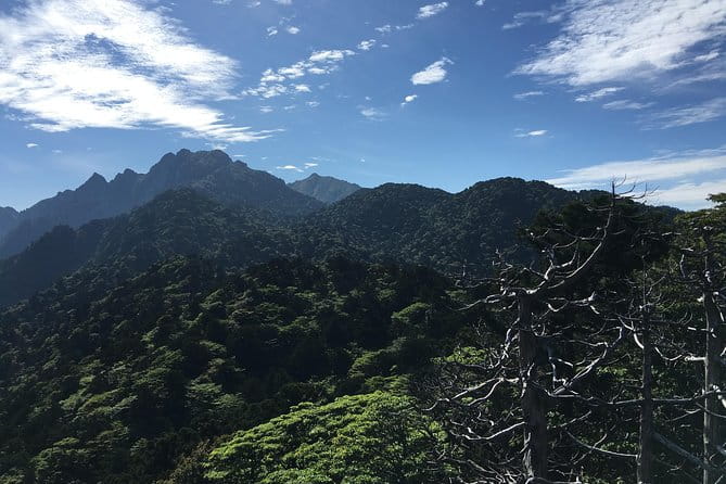 Forest Walk - The Sum Up