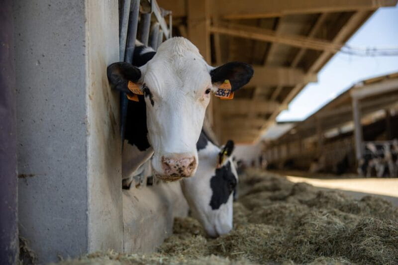 Formigine: Parmesan cheese tour with full tasting - Practical Details and Value