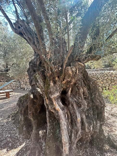 Fornalutx - hiking to the olive farm & oil tasting - Final Thoughts: Is It Worth It?