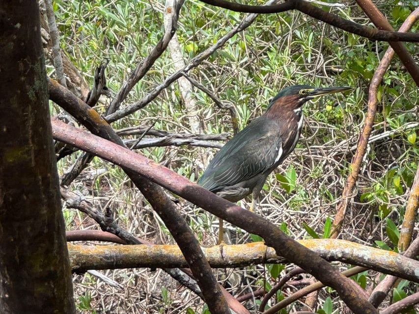 Fort Pierce: 4-hr Mangroves & Dolphin Watch Sandbar in FL - Group Size and Language