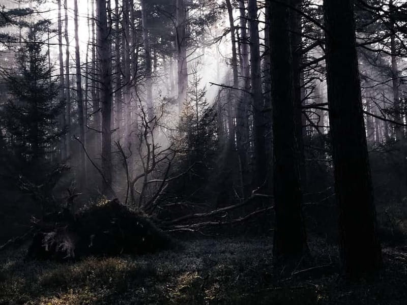 Freiburg im Breisgau: Hero's Journey Private Nature Day Trip - Key points / Takeaways