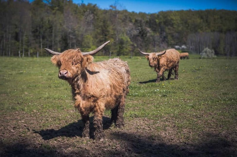 Freiburg im Breisgau: Hero's Journey Private Nature Day Trip - Price & Practicalities