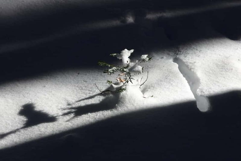 Freiburg im Breisgau: Hero's Journey Private Nature Day Trip - FAQ: Practical Questions About the Hero’s Journey Day Trip