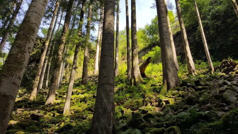 Freiburg: Private Black Forest Tour by car - Price and Logistics: Good Value for a Tailored Experience