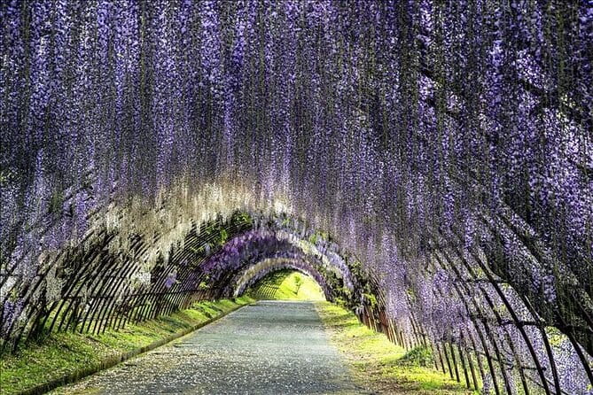 French Dining at Matsumoto Residence and Kawachi Wisteria YokaBus - Key Points