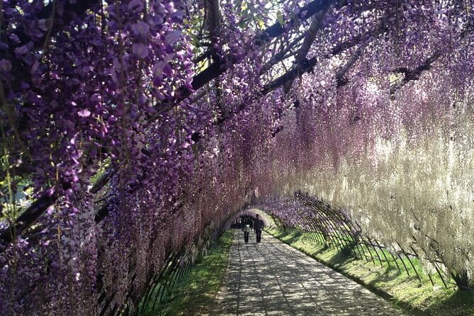 French Dining at Matsumoto Residence and Kawachi Wisteria YokaBus - Itinerary and Schedule