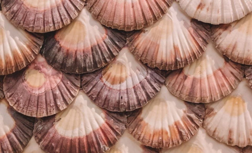 From A Coruña: Rías Baixas Day Trip - Boat Cruise and Wine Tasting