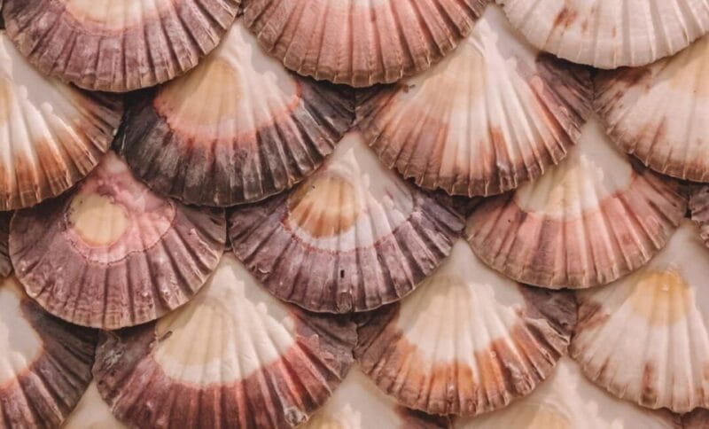 From A Coruña to Rías Baixas: Unforgettable Coastal Wonders - O Grove: Seafood, Lunch, and Relaxation