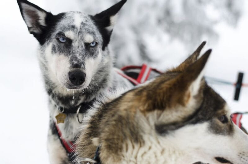 From Abisko: Dog Sledding Excursion to Kiruna with Fika - Key points / Takeaways