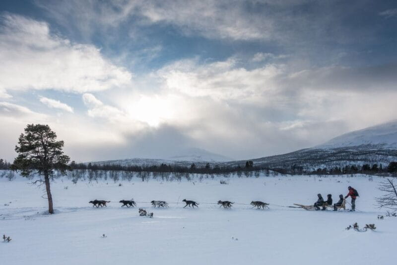 From Abisko: Dog Sledding Excursion to Kiruna with Fika - The Dog Sled Ride: Scenic, Safe, and Accessible