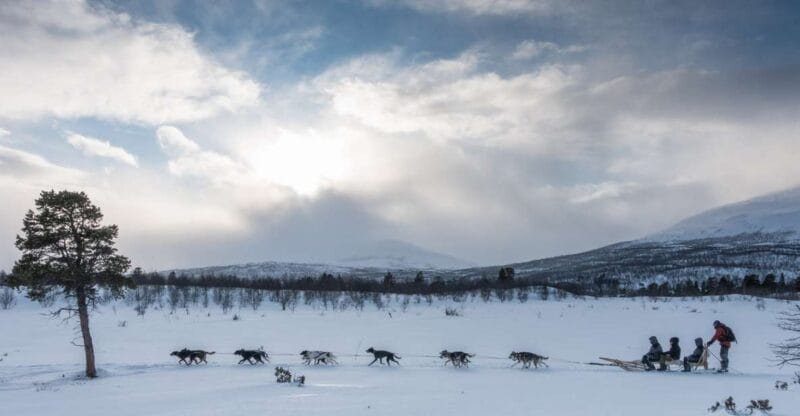 From Abisko: Dog Sledding Excursion to Kiruna with Fika - Who Is This Tour Best Suited For?