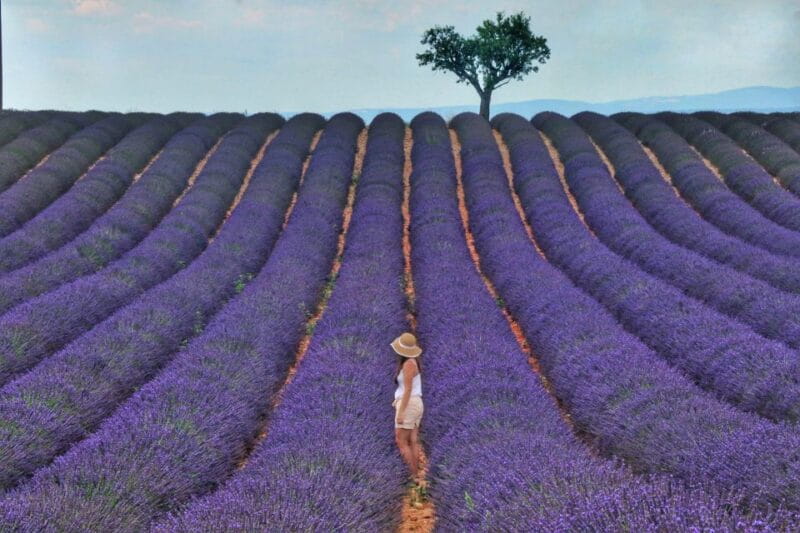 From Aix: Day Trip to Valensole Lavender Fields in Provence - An In-Depth Look at the Tour Experience