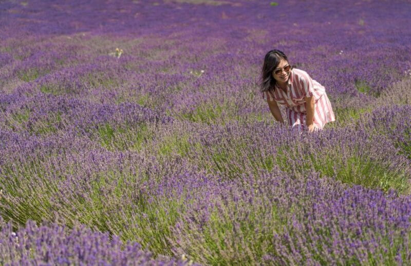 From Aix-en-Provence: Lavender Half Day Tour - Exploring the Experience in Detail
