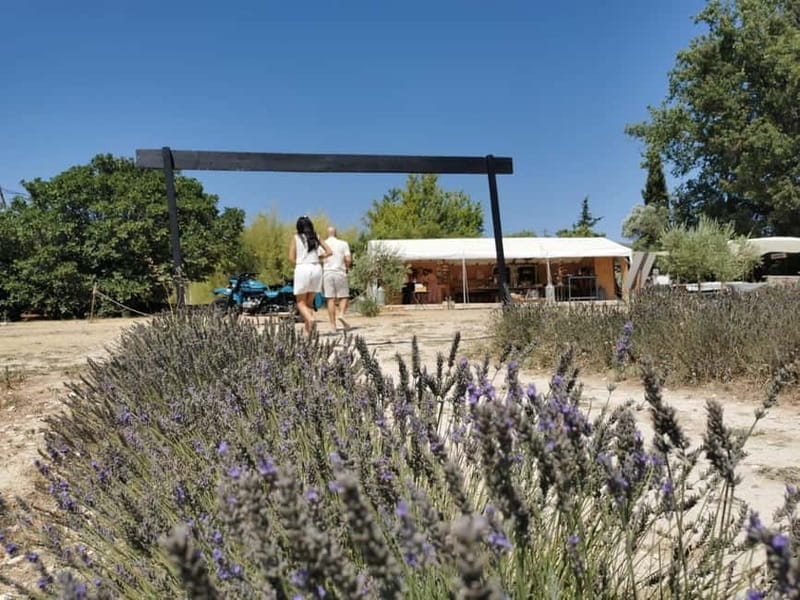 From Aix-en-Provence : Lavender & Wine Sidecar Tour - Key Points / Takeaways