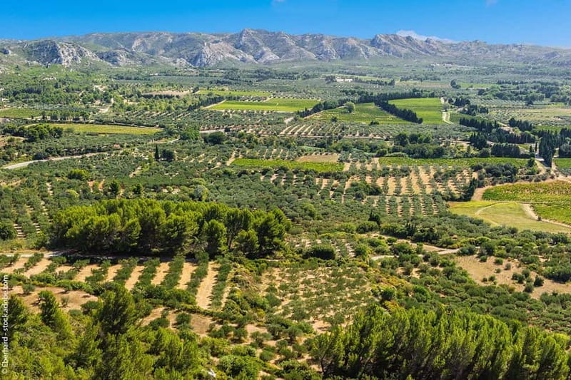 From Aix-en-Provence : Wine, Olive Oil and Scenic Villages - Key points / Takeaways