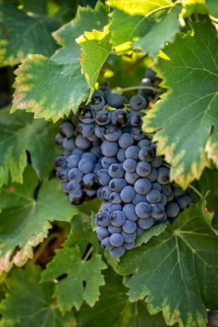 From Aix-en-Provence : Wine, Olive Oil and Scenic Villages - FAQ