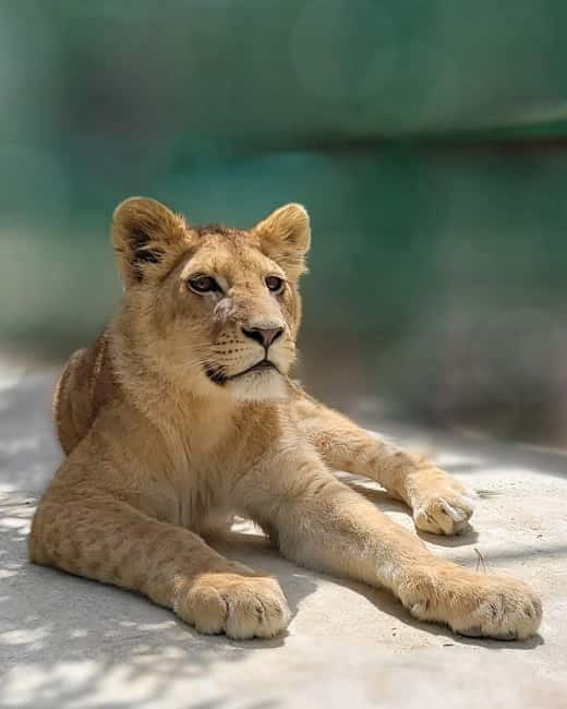 From Alanya: Lion Safari & Green Canyon Splash Feast w/Lunch - Water Fights and Splashing: The Heart of the Day