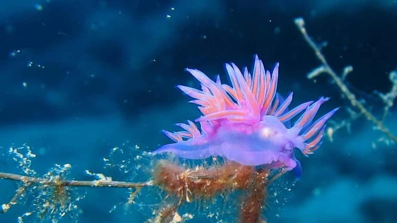 From Alanya: Scuba Diving Tour with Hotel Transfers - The Value and Price: Is It Worth It?