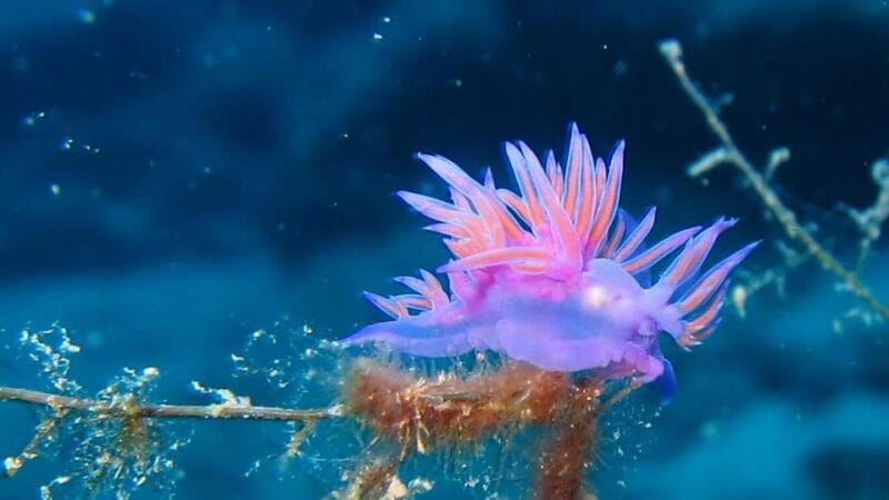 From Alanya: Scuba Diving Tour with Hotel Transfers - FAQ