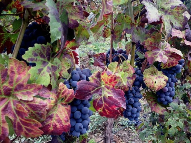 From Alba: Barolo & Barbaresco Wine Tasting Tour - Discovering Piedmont’s Wine Heritage in Just Four Hours