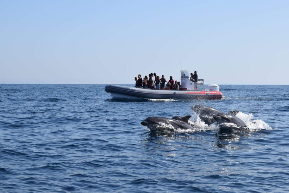 From Albufeira: Benagil Caves and Dolphins Guided Boat Tour - Experience Highlights
