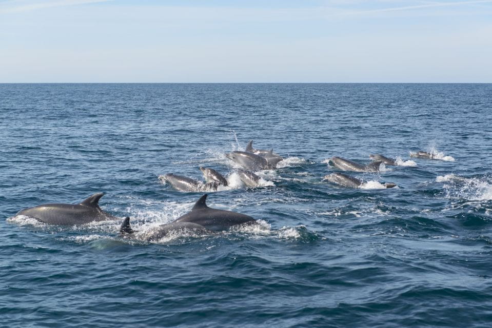 From Albufeira: Dolphins and Caves 2.5-Hour Boat Trip - Departure Location