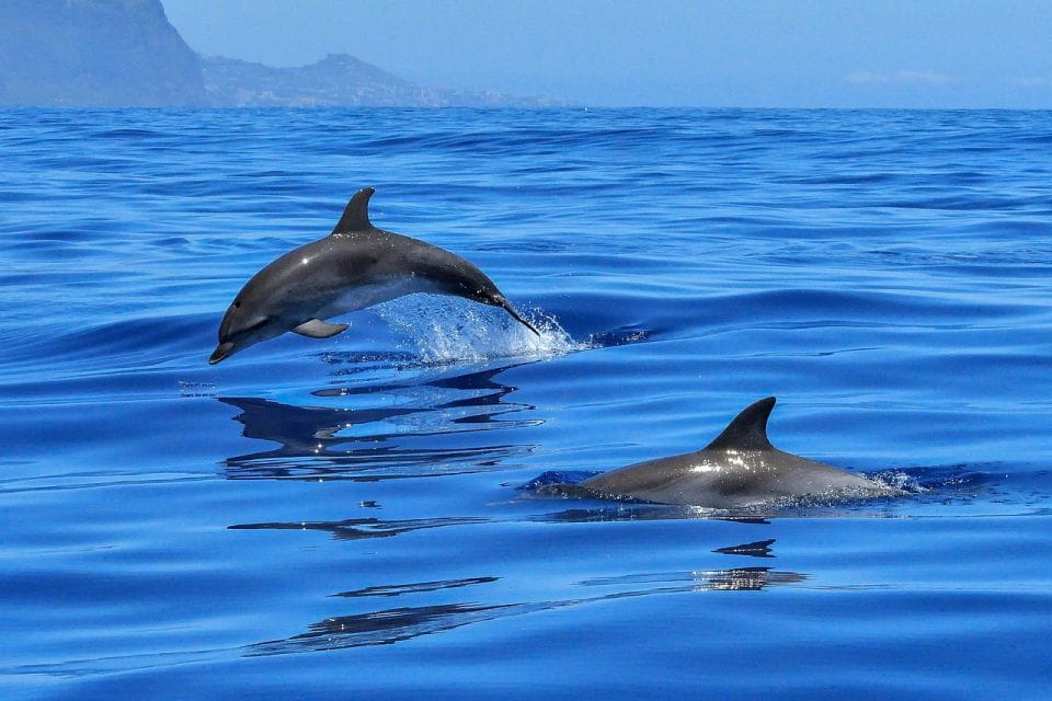 From Alcudia: Sunrise Dolphin Watching Boat Tour - Inclusions and Experience