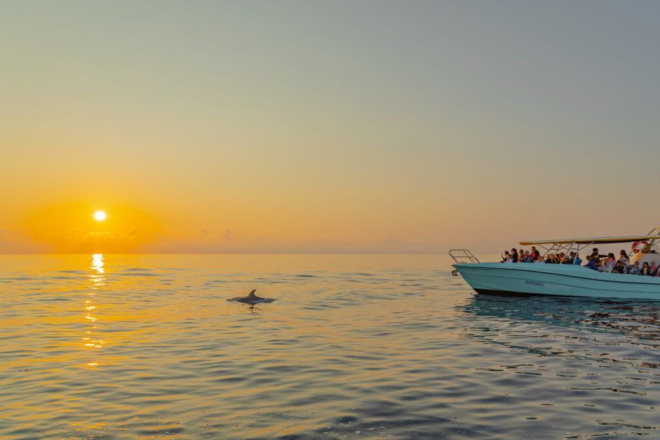 From Alcudia: Sunrise Dolphin Watching Boat Tour - Booking and Cancellation