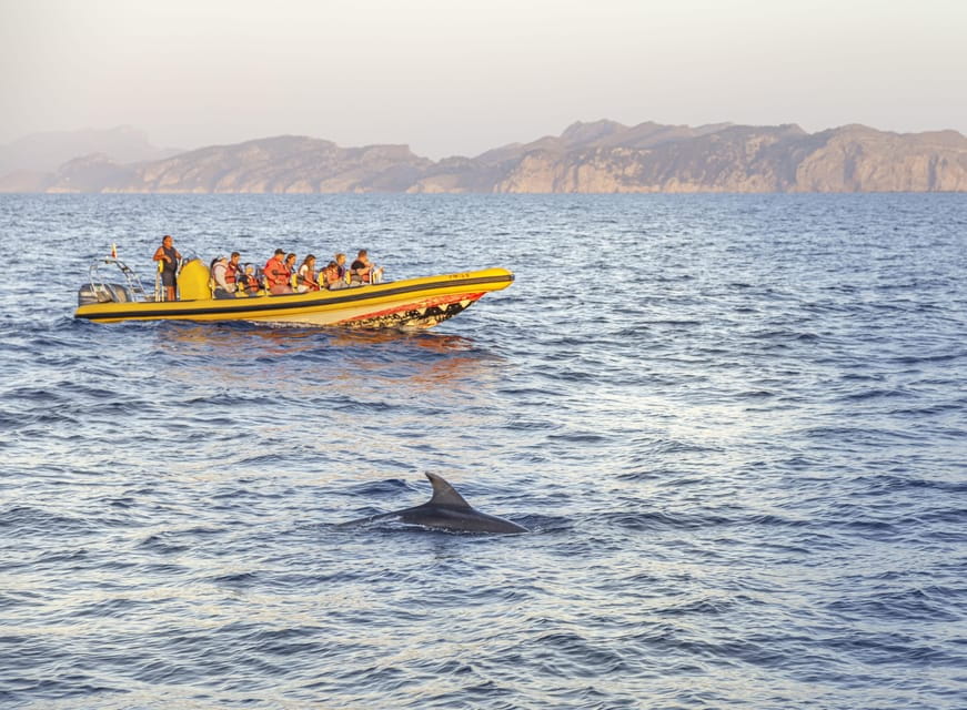 From Alcudia: Sunrise Dolphin Watching Boat Tour - Meeting Point and Transportation