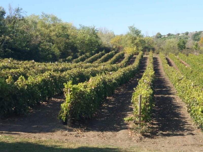 From Alicante & Elche: Family owned rural Winery (tasting) - Authentic Spanish Wine Experience in a Family-Owned Winery Near Alicante