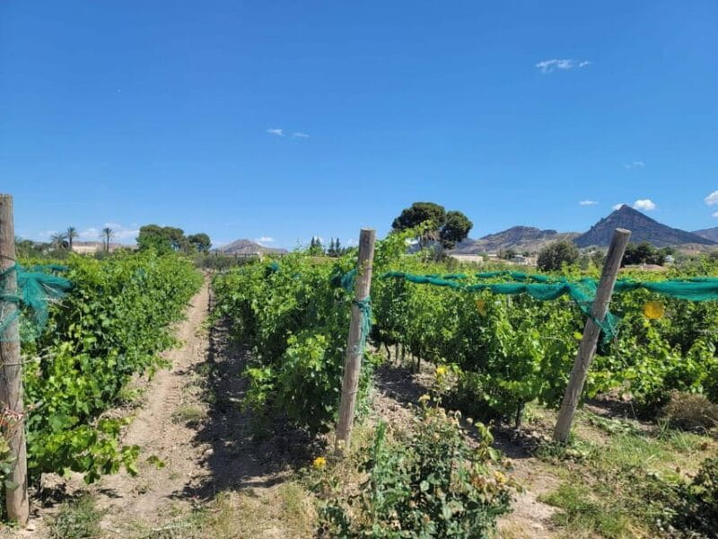 From Alicante: Winery Tour and Wine Tasting with Tapas - Who Will Love This Tour?