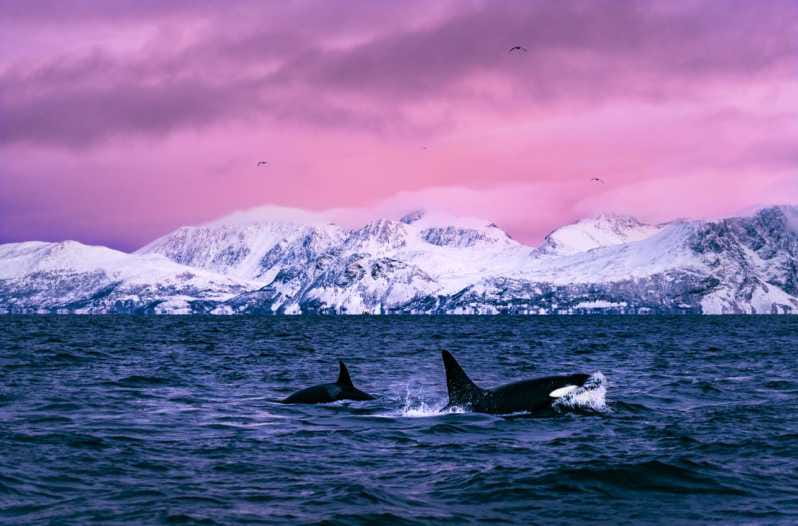 From Alta: Whale and Seabird Cruise - Introduction: A Wild Day on the Norwegian Sea