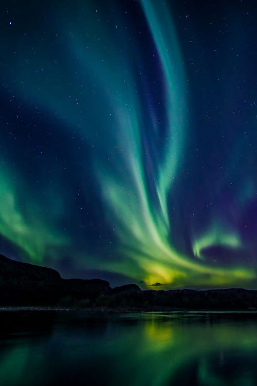 From Alta: Whale and Seabird Cruise - Key Points / Takeaways