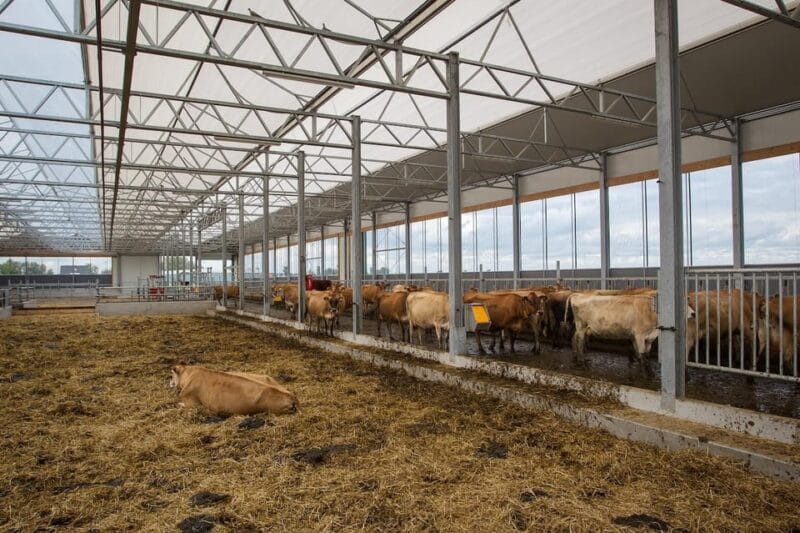 From Amsterdam; Alkmaar Cheese market & Zaanse Schans - FAQ