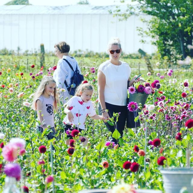 From Amsterdam: Holland Flower and Windmill Tour - summer ed - Key Points / Takeaways