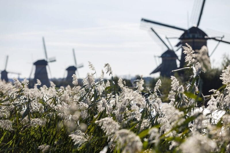 From Amsterdam: Kinderdijk, Delft & Mauritshuis Private Tour - Key Points / Takeaways