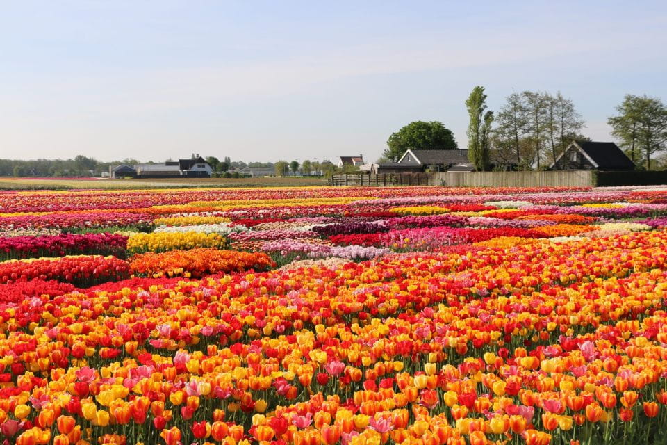 From Amsterdam: Private Keukenhof and Tulip Experience Tour - Itinerary and Highlights